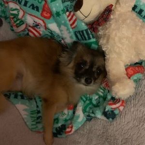 Meet your Posher, Tara